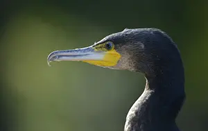 Phalacrocoracidae Prints: Great Cormorant or Great Black Cormorant -Phalacrocorax carbo