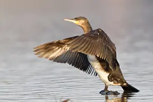 Phalacrocoracidae Prints: Great Cormorant or Great Black Cormorant -Phalacrocorax carbo- with outstretched wings