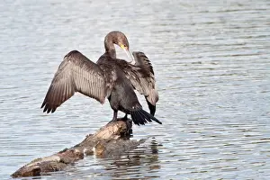 Phalacrocoracidae Prints: Great Cormorant or Great Black Cormorant -Phalacrocorax carbo- with outstretched wings