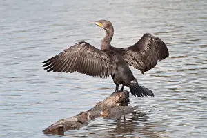 Spreading Out Prints: Great Cormorant or Great Black Cormorant -Phalacrocorax carbo- with outstretched wings