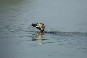 Images Dated 22nd December 2012: Great Cormorant -Phalacrocorax carbo-, Keoladeo National Park, Rajasthan, India