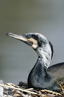 Images Dated 1st April 2011: Great Cormorant -Phalacrocorax carbo-