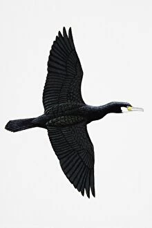 Great Cormorant (Phalacrocorax carbo), also known as Black Cormorant in Australia, adult