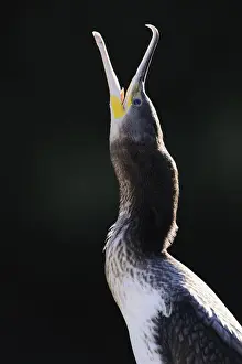 Sole Prints: Great Cormorant (Phalacrocorax carbo), portrait