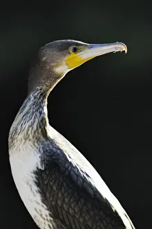 Sole Prints: Great Cormorant (Phalacrocorax carbo), portrait