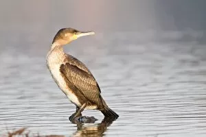 Images Dated 22nd March 2013: Great Cormorant -Phalacrocorax carbo- standing on a floating piece of wood in the water