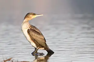 Phalacrocoracidae Prints: Great Cormorant -Phalacrocorax carbo- standing on a floating piece of wood in the water