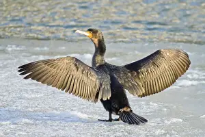 Deutschland Prints: Great Cormorant -Phalacrocorax carbo- standing with outstretched wings on ice