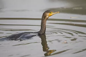 Images Dated 12th October 2014: Great Cormorant -Phalacrocorax carbo-, swimming, Germany