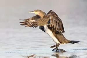 Images Dated 22nd March 2013: Great Cormorant -Phalacrocorax carbo- with its wings spread, North Hesse, Hesse, Germany