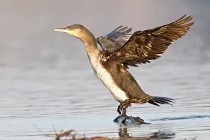 Great Cormorant -Phalacrocorax carbo- with its wings spread, North Hesse, Hesse, Germany