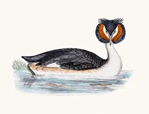 Images Dated 10th June 2016: Great Crested Grebe