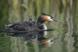 Images Dated 4th September 2014: Great Crested Grebe -Podiceps cristatus-, adult bird with chicks on its back on a lake