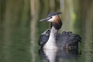 Images Dated 6th September 2014: Great Crested Grebe -Podiceps cristatus-, adult bird with chicks in its plumage on a lake