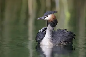 Parental Care Prints: Great Crested Grebe -Podiceps cristatus