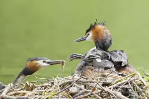 Images Dated 17th June 2014: Great Crested Grebe -Podiceps cristatus-, feeding a chick at the nest, North Hesse, Hesse, Germany