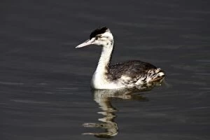Images Dated 25th September 2009: Great Crested Grebe -Podiceps cristatus-, swimming juvenile