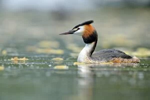 Images Dated 17th May 2013: Great Crested Grebe -Podiceps cristatus-, swimming, Lake Lucerne, Luzern, Canton of Lucerne