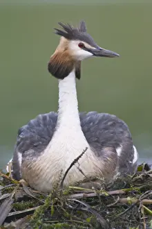 Nest Prints: Great Crested Grebe (Podiceps cristatus)