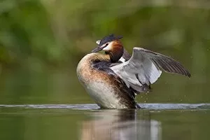 Images Dated 14th June 2014: Great Crested Grebe (Podiceps cristatus) beating its wings, North Hesse, Hesse, Germany