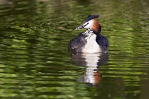 Images Dated 4th June 2013: Great Crested Grebe -Podiceps cristatus- with chick in plumage, North Hesse, Hesse, Germany