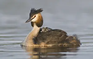 Great Crested Grebe (Podiceps cristatus) with chick on back