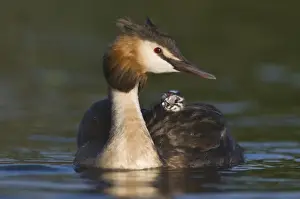 Young Bird Prints: Great Crested Grebe (Podiceps cristatus) with chick on back