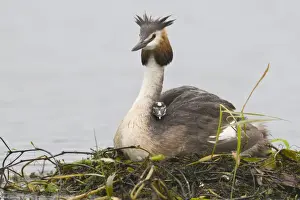 Young Bird Prints: Great Crested Grebe (Podiceps cristatus) with chick on back