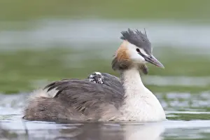 Animal Back Prints: Great Crested Grebe (Podiceps cristatus) with chick on back