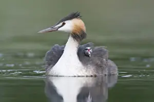 Animal Back Prints: Great Crested Grebe (Podiceps cristatus) with chick on back