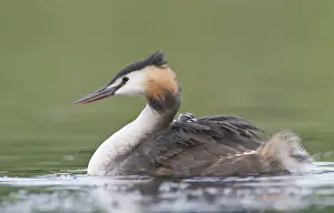 Young Bird Prints: Great Crested Grebe (Podiceps cristatus) with chick on back