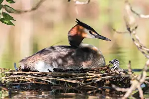 Breeding Ground Prints: Great Crested Grebe (Podiceps cristatus) with chick on the nest, North Hesse, Hesse