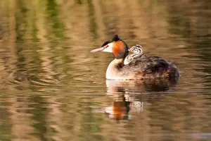 Grebe Prints: Great Crested Grebe -Podiceps cristatus- with chick in plumage
