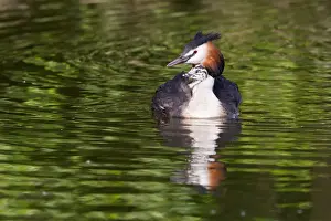 Grebe Prints: Great Crested Grebe -Podiceps cristatus- with chick in plumage