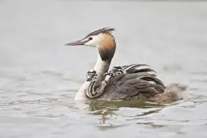 Grebe Prints: Great Crested Grebe -Podiceps cristatus- with two chicks in plumage