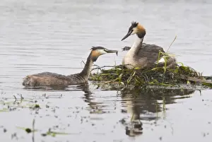 Nest Prints: Great Crested Grebe (Podiceps cristatus) feeding chick
