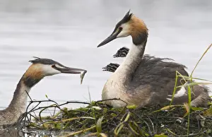 Nest Prints: Great Crested Grebe (Podiceps cristatus) feeding chicks