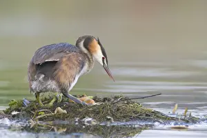 Great Prints: Great Crested Grebe (Podiceps cristatus) on nest