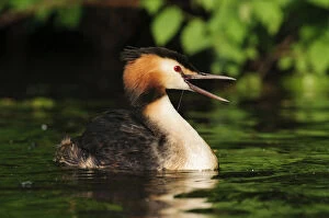 Opened Gallery: Great Crested Grebe -Podiceps cristatus- with open beak on the Alster, Hamburg, Germany