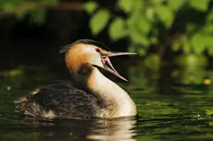 Hamburg Prints: Great Crested Grebe -Podiceps cristatus- with open beak on the Alster, Hamburg, Germany