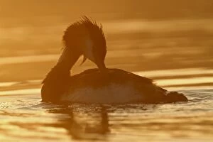 Images Dated 8th July 2012: Great Crested Grebe -Podiceps cristatus- preening against the light, Raetzsee lake