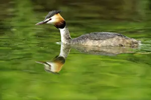 Swim Prints: Great Crested Grebe (Podiceps cristatus) with its reflection