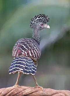 Great Curassow (barred morph) Costa Rica