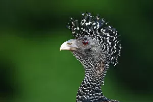 Images Dated 11th January 2015: Great Curassow (Crax rubra) Costa Rica