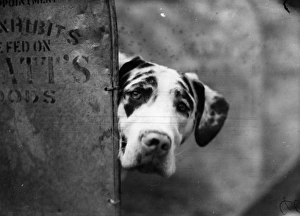 Images Dated 11th November 2014: Great Dane