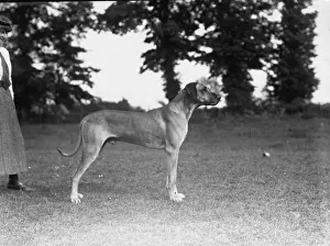 Dane Prints: Great Dane