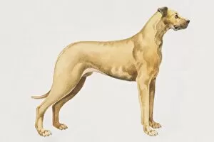 Images Dated 31st July 2006: Great Dane (canis familiaris), side view