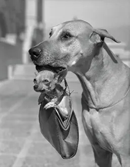 Pasadena Prints: Great Dane Holding Chihuahua in Purse