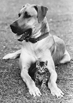 Great Dane And Kitten