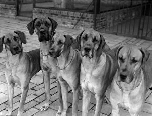 Fox Photo Library Collection: Great Danes